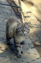 Алла Лихачева «Мартовские коты»