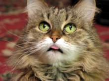 Сергей «Мартовские коты»