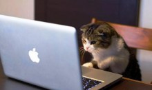 Читатель «Мартовские коты»